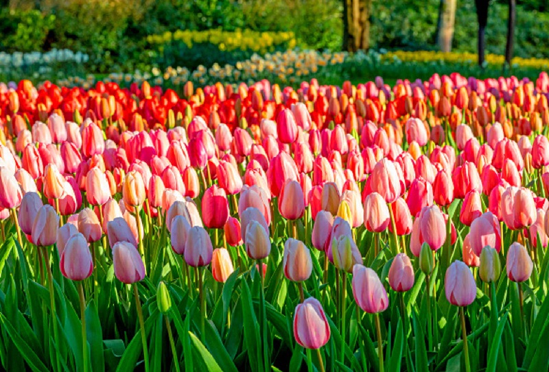 Hoa tulip nở rộ trong vườn hoa tulip Keukenhof mặc đại dịch COVID-19.