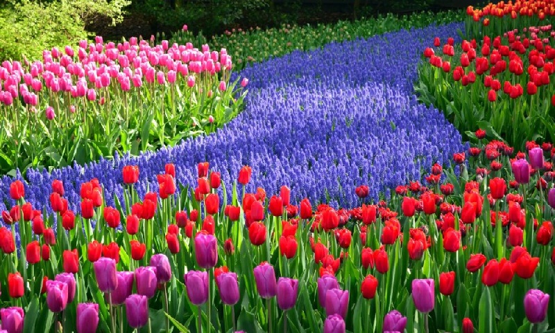 Keukenhof chính là khu vườn hoa nổi tiếng nhất thế giới