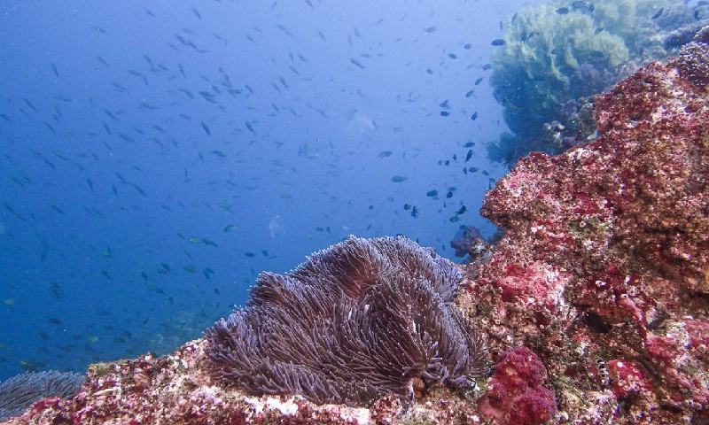 Lượng khách du lịch giảm giúp rạn san hô có thời gian phục hồi