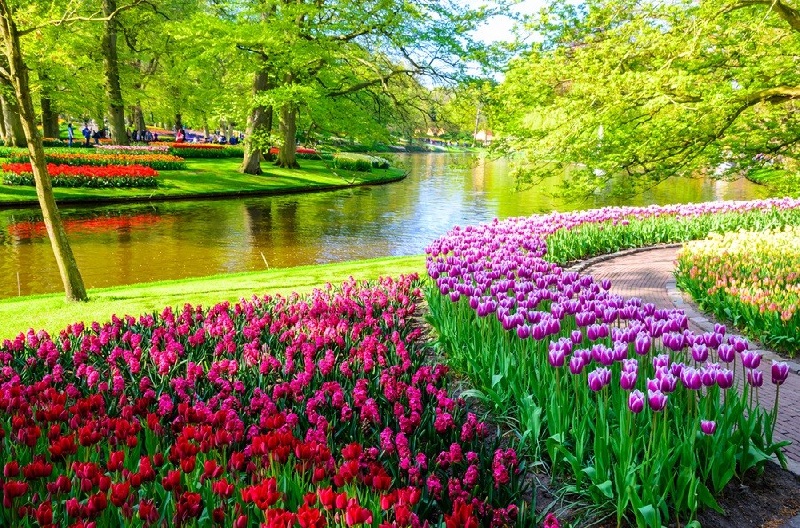 Vườn hoa Keukenhof đang ở độ đẹp nhất