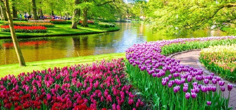 Mặc Covid-19, Vườn hoa tulip Keukenhof nổi tiếng nhất Hà Lan vẫn nở rộ rực rỡ sắc màu