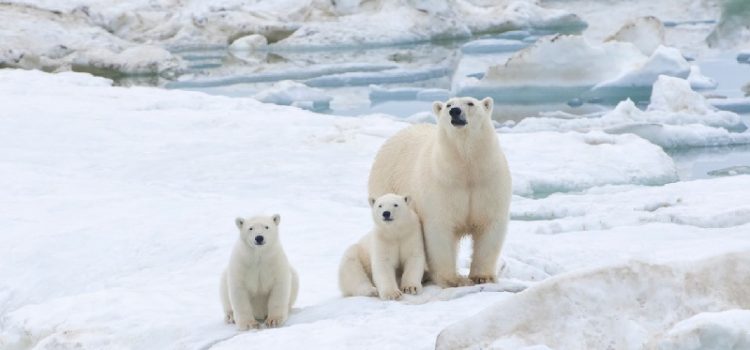 Đảo Wrangel – vùng đất của những chú gấu Bắc Cực