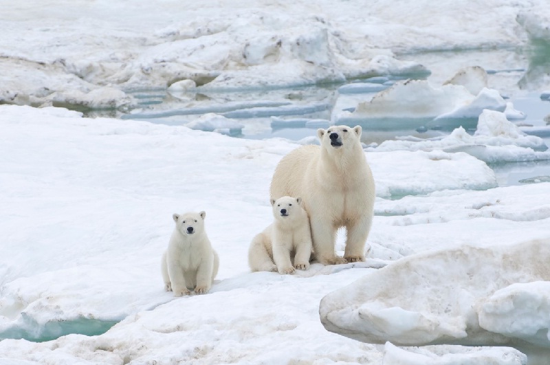 Đảo Wrangel – vùng đất của những chú gấu Bắc Cực