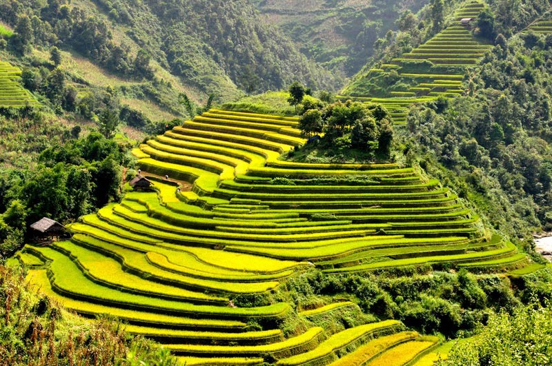 ruộng bậc thang sapa