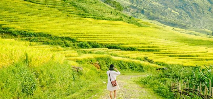 Khám phá những địa điểm ngắm cánh đồng lúa chín vàng đẹp nhất ở Việt Nam