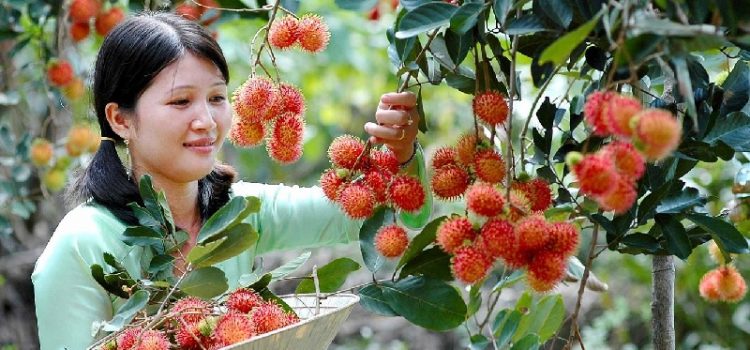 Top 5 địa điểm bạn không thể bỏ qua khi đi du lịch miền tây sông nước