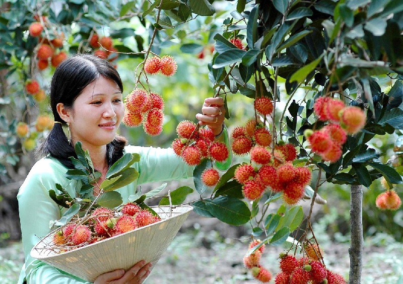 Vườn trái cây Mỹ Khánh