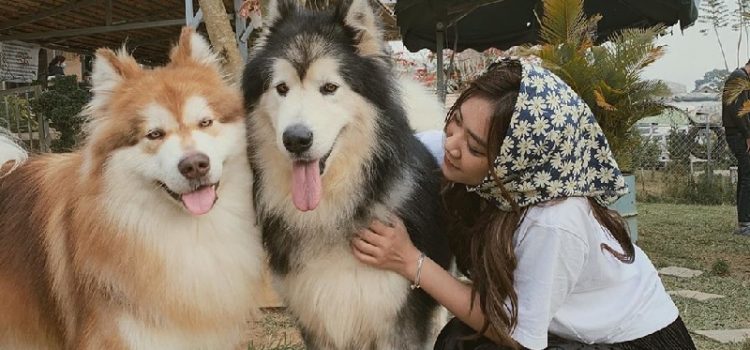 Trại Mát – Nông trại thiên nhiên thơ mộng, tuyệt đẹp ở Đà Lạt