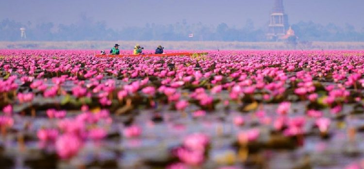 Biển hoa sen đỏ – vùng đất hoa sen rực rỡ sắc màu của Đông Bắc Thái Lan