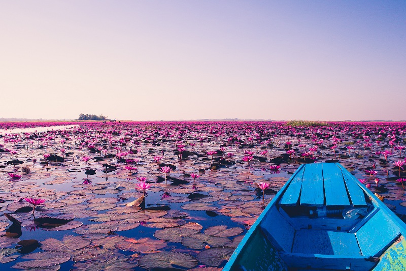 Biển hoa sen đỏ là nơi tốt nhất bạn nên ghé thăm khi đi du lịch Thái Lan