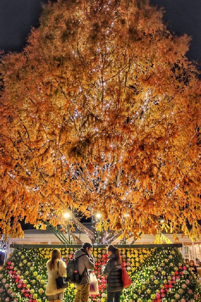 Công viên hoa Ashikaga mùa lá vàng, lá đỏ
