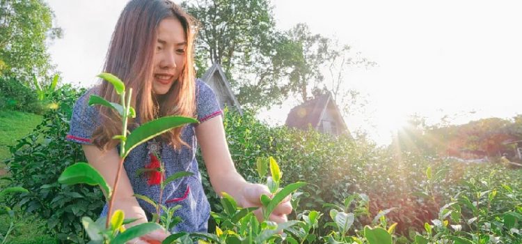 Đồn điền trà Araksa – địa điểm tham quan đẹp nhất ở Chiang Mai