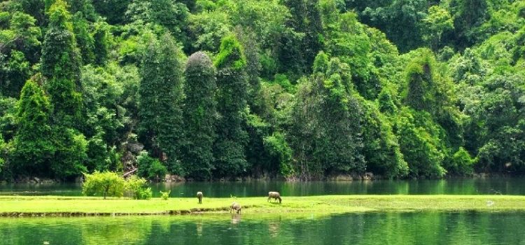 Vườn quốc gia Ba Bể – khu bảo tồn thiên nhiên nhất định phải ghé thăm ít nhất một lần trong đời