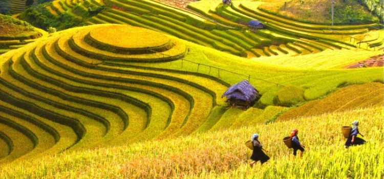 Đây là lý do tại sao bạn phải đi du lịch Mộc Châu vào tháng 9