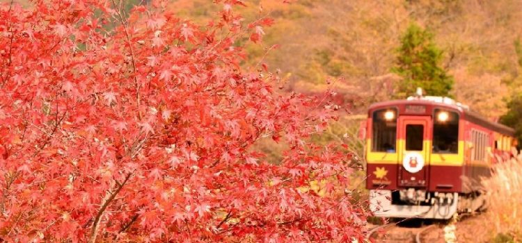Hết dịch, mình cùng đi du lịch Nhật Bản ngắm lá vàng, lá đỏ mùa thu nhé