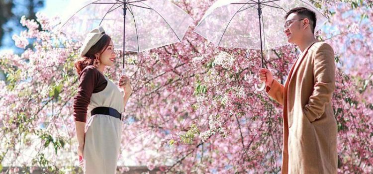 Đồi chè Sapa ngập tràn sắc mai anh đào