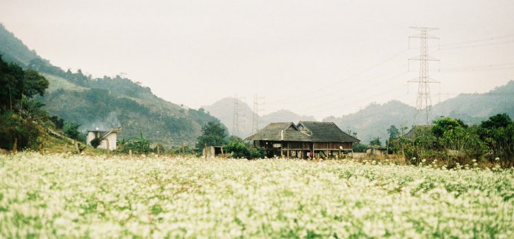 Mê mẩn cánh đồng hoa cải trắng  Mộc Châu