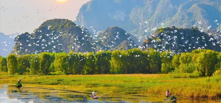 Đẹp ngẩn ngơ với vườn chim ở Ninh Bình