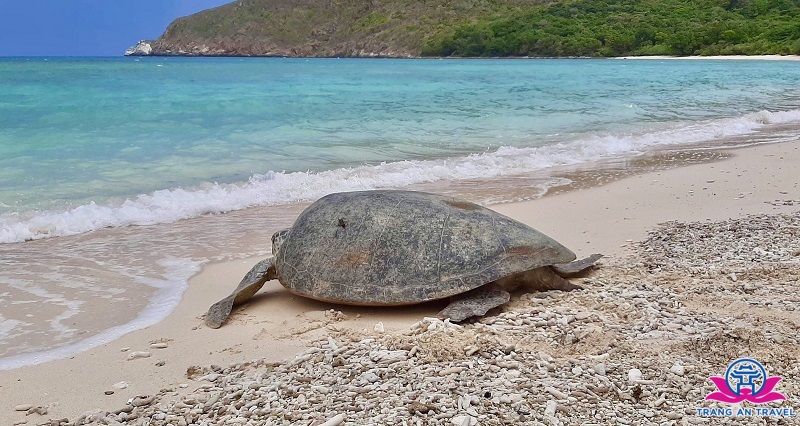 Rùa biển ở Côn Đảo. Ảnh: Lê Bảo An