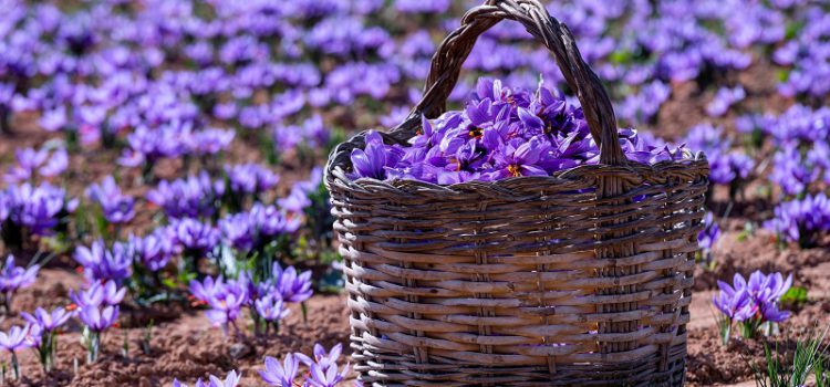 Đi tìm Saffron, viên kim cương tím của Thổ Nhĩ Kỳ