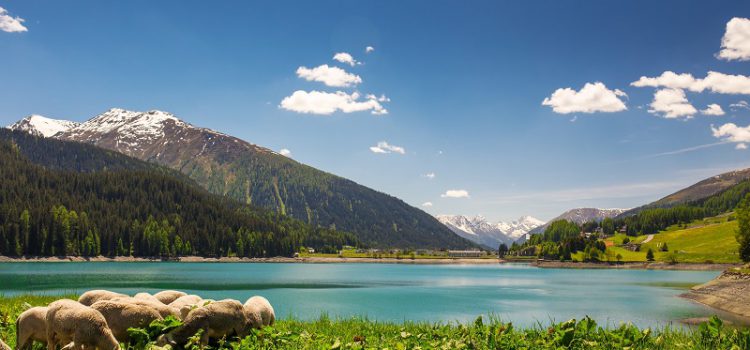 Em có thích Davos, xứ tinh khôi ngày hạ của Thụy Sĩ?