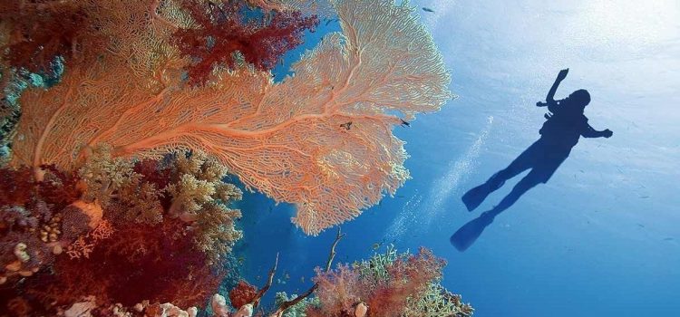Người phụ nữ Hồi giáo phá luật đi lặn biển