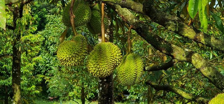 Hương vị sầu riêng 8 triệu đồng/kg ở Thái Lan