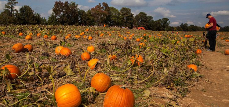 8 trang trại săn bí ngô Halloween ấn tượng ở Mỹ