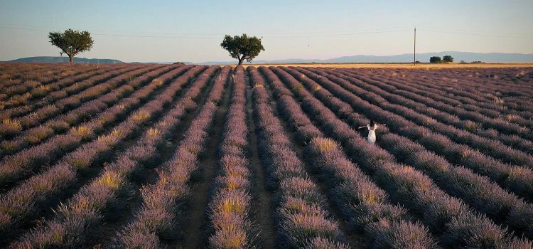 Cô gái Việt từ ghét đến say đắm hương hoa Lavender