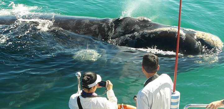 Hào hứng khoảnh khắc “săn” cá voi ở Hermanus, Nam Phi