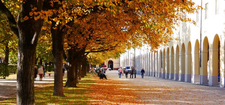 Mơ màng mùa lá vàng ở Munich