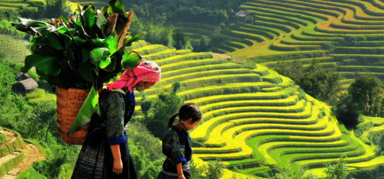 TOUR: HÀ NỘI - NGHĨA LỘ - TÚ LỆ  - MÙ CANG CHẢI - SUỐI GIÀNG - HÀ NỘI 3N2Đ